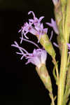 Smallhead blazing star